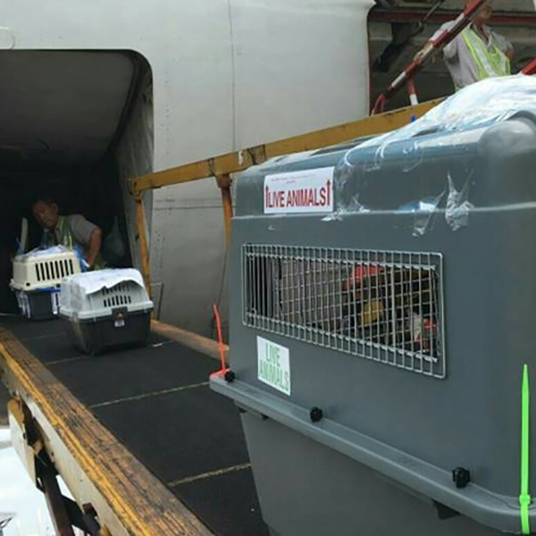 pets shipping